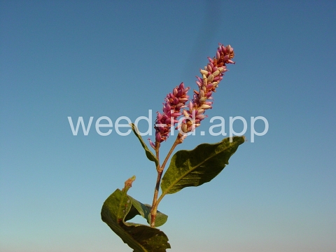 smartweed, water